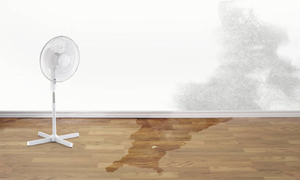Best Ceiling water damage repair  in Holmes Beach, FL