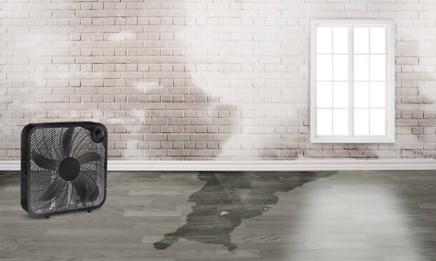 Best Residential water damage restoration  in Holmes Beach, FL